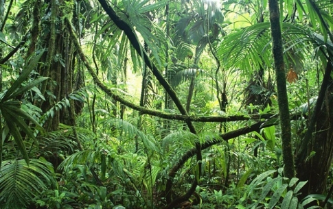 Hãy sưu tầm những thông tin (bài viết, tranh ảnh) về vùng rừng A – ma – dôn?