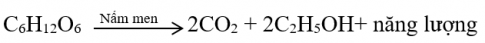 Giải sinh 10 bài 24: Thực hành Lên men êtilic và lactic