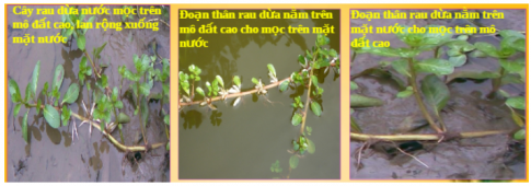 Giải sinh học 9 bài 27: Thực hành Quan sát thường biến