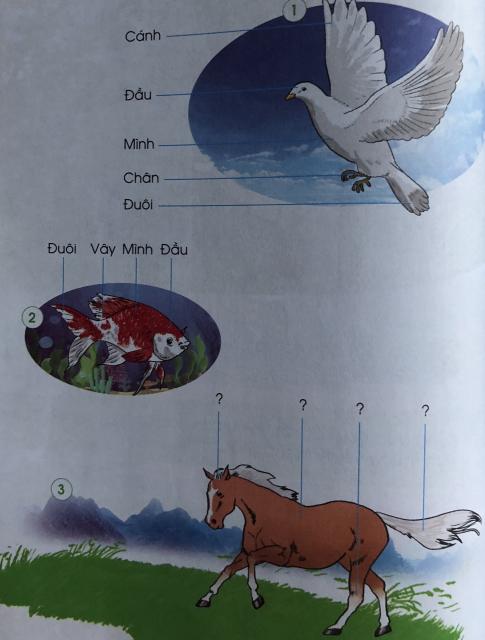 [Cánh diều] Giải tự nhiên và xã hội 1 Bài1: Các con vật quanh em