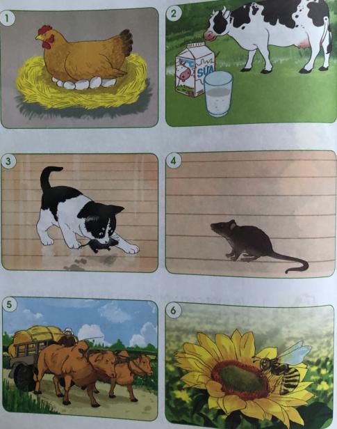 [Cánh diều] Giải tự nhiên và xã hội 1 Bài1: Các con vật quanh em