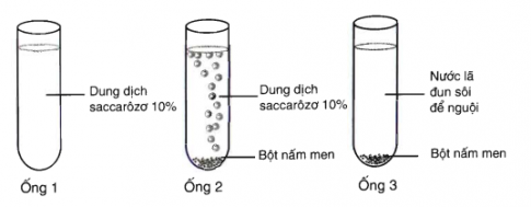 Giải sinh 10 bài 24: Thực hành Lên men êtilic và lactic