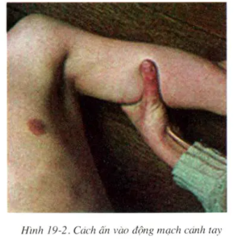 Giải sinh 8 bài 19: Thực hành Sơ cứu cầm máu