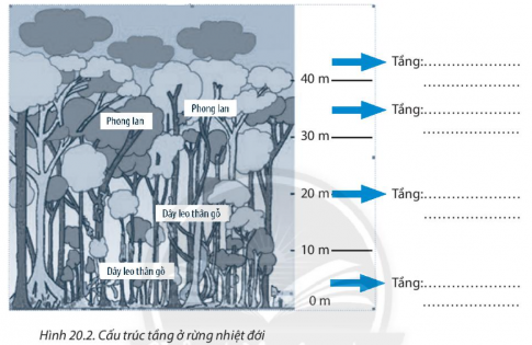[CTST] Giải SBT lịch sử và địa lí 6 bài 20: Sinh vật và sự phân bố các đới thiên nhiên