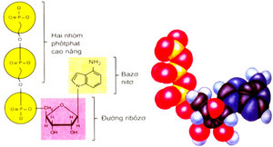 Kết quả hình ảnh cho cấu tạo atp