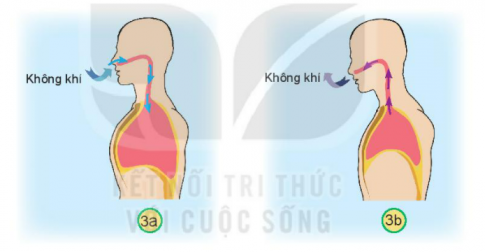 [Kết nối tri thức và cuộc sống] Giải tự nhiên xã hội 2 bài 23: Tìm hiểu cơ quan hô hấp