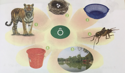  [Cánh diều]Giải tiếng việt 1 bài 4: Chữ cái o, ô