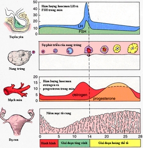 Hình ảnh có liên quan