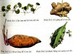 Kết quả hình ảnh cho sinh sản sinh dưỡng tự nhiên