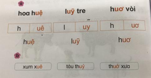 [Phát triển năng lực] Tiếng việt 1 bài 17B: uê, uy, uơ
