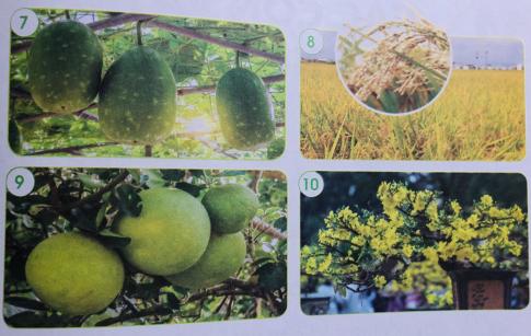 [Cánh diều] Giải tự nhiên và xã hội 1 Bài 10: Cây xanh quanh em