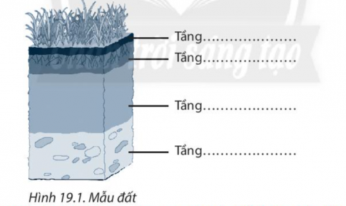 [Chân trời sáng tạo] Giải SBT lịch sử và địa lí 6 bài 19: Lớp đất và các nhân tố hình thành đất. Một số nhóm đất điển hình