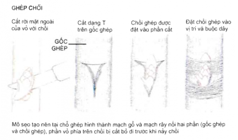Giải sinh 11 bài 43: Thực hành nhân giống vô tính ở thực vật bằng giâm, chiết, ghép