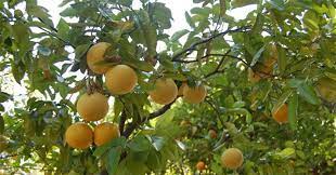 Tả cây ăn quả mà em thích - Tả cây Bưởi