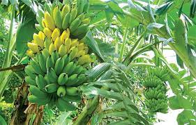 Tả cây ăn quả mà em thích - Tả cây Chuối