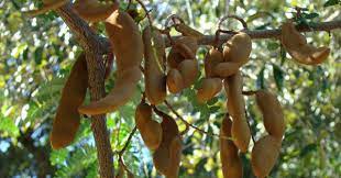 Tả cây ăn quả mà em thích - Tả cây Me