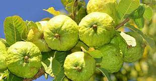 Tả cây ăn quả mà em thích - Tả cây Ổi