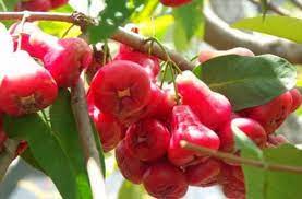 Tả cây ăn quả mà em thích - Tả cây Mận (Cây Roi)