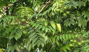 Tả cây ăn quả mà em thích - Tả cây Sấu