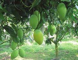 Tả cây ăn quả mà em thích - Tả cây Xoài