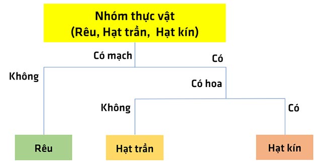 Sơ đồ khóa lưỡng phân các loại nhóm thực vật