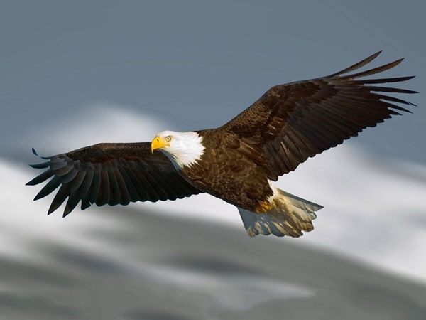 Tả chim đại bàng