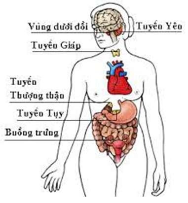 Phân biệt tuyến nội tiết và tuyến ngoại tiết