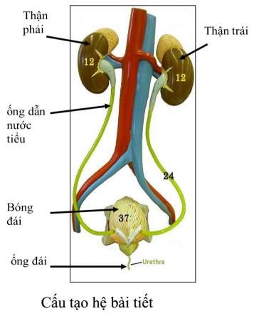 Trình bày cấu tạo của hệ bài tiết nước tiểu