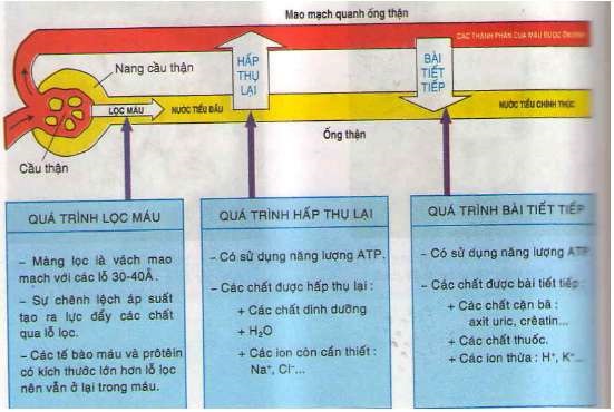 Trình bày cấu tạo của hệ bài tiết nước tiểu