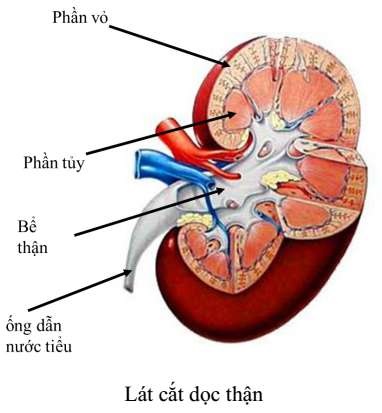 Trình bày cấu tạo của hệ bài tiết nước tiểu