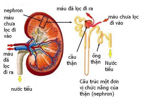 Trình bày cấu tạo của hệ bài tiết nước tiểu