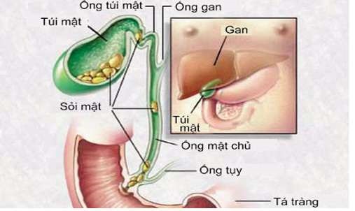 Trình bày chức năng của gan trong điều hòa lượng đường trong máu
