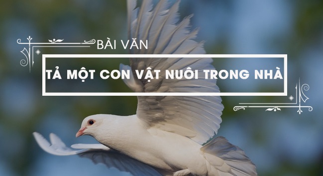 Tả Con chim bồ câu