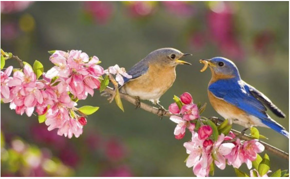 Soạn bài Thơ Duyên