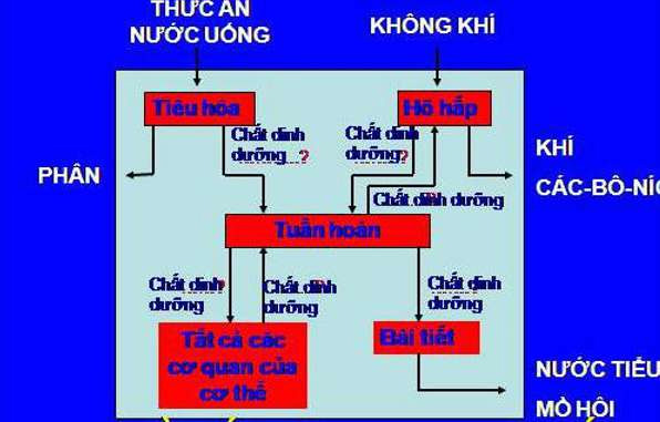 Sơ đồ mối liên hệ giữa một số cơ quan trong quá trình trao đổi chất