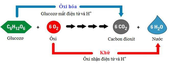 Quá trình hô hấp của cây diễn ra khi nào?