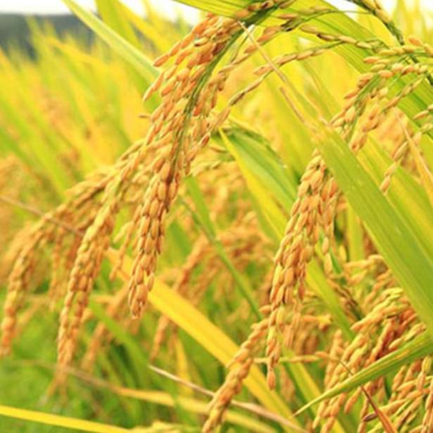 Cây lúa cần ít nước vào giai đoạn nào?