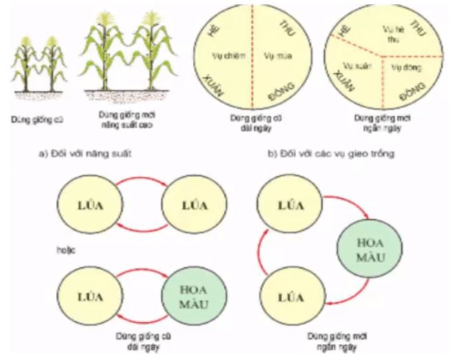 Vai trò của giống cây trồng