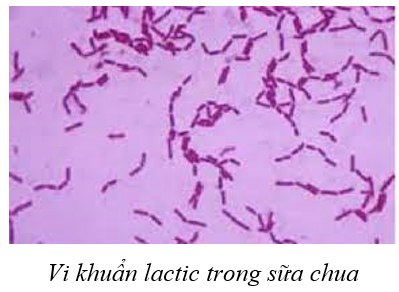 Giải Sinh 10 Bài 23