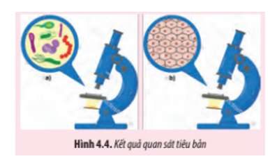 Giải Sinh 10 Bài 4