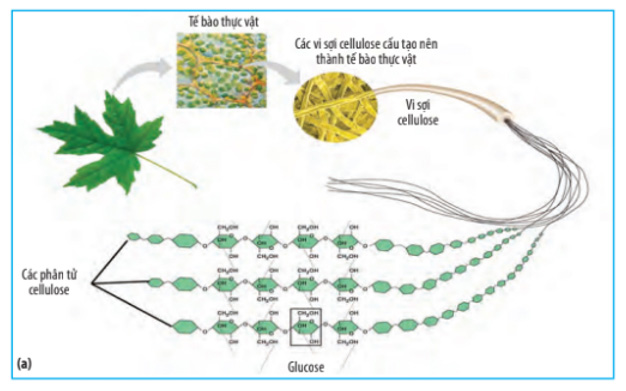Giải Sinh 10 Bài 6