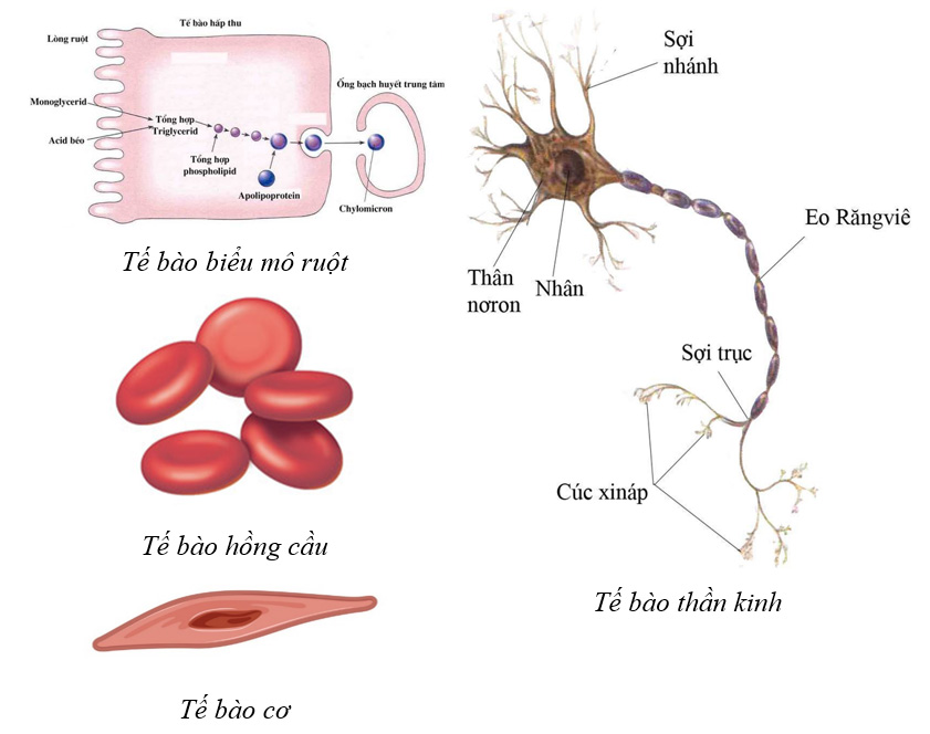 Giải Sinh 10 Ôn tập chương 1 CTST