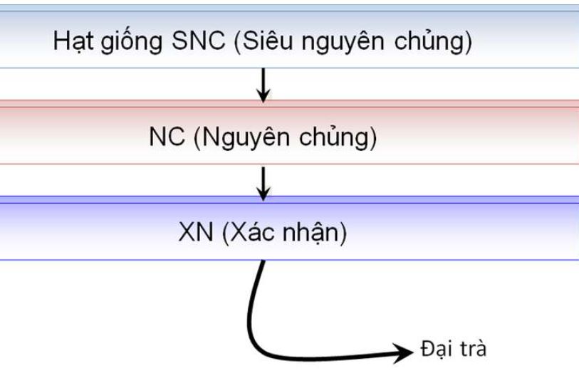 Sơ đồ Quy trình sản xuất giống cây bằng hạt 