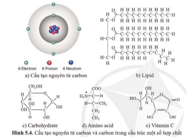 Giải Sinh 10 Bài 5