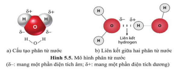 Giải Sinh 10 Bài 5