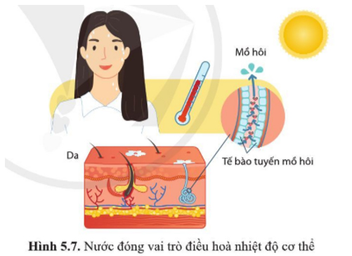 Giải Sinh 10 Bài 5
