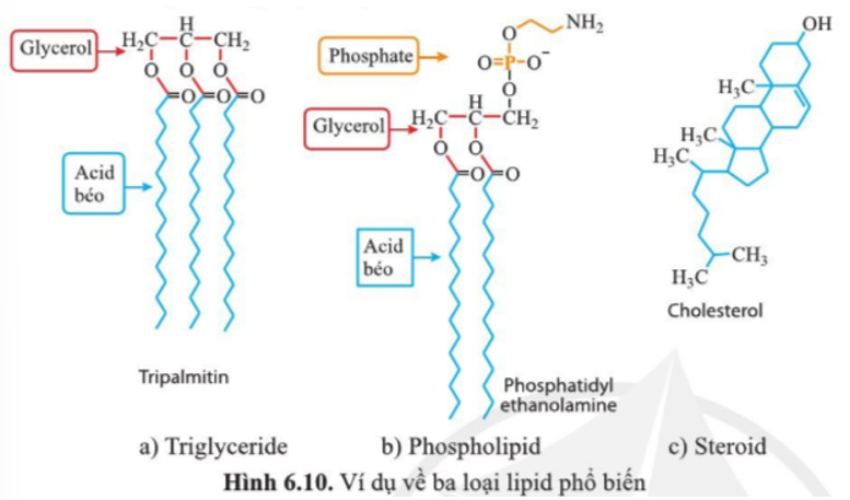 Giải Sinh 10 Bài 6