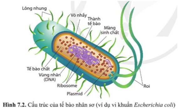 Giải Sinh 10 Bài 7