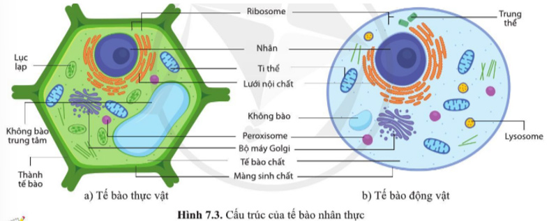 Giải Sinh 10 Bài 7