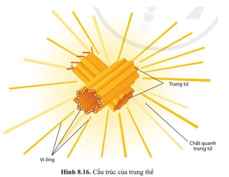 Giải Sinh 10 Bài 8